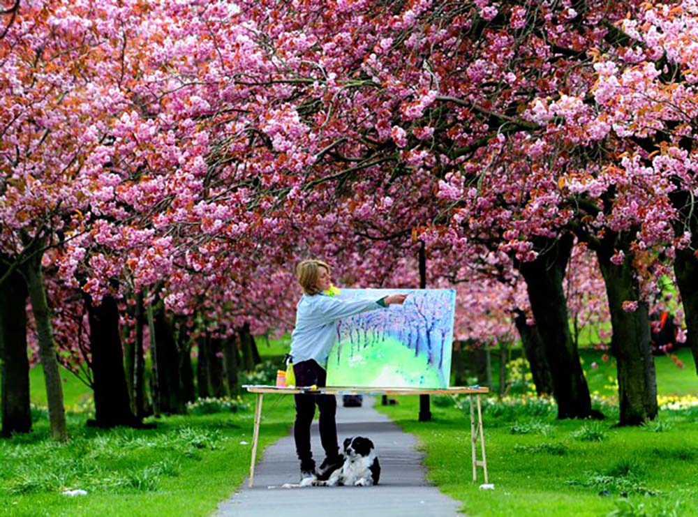Anita Bowermain painting cherry blossom on the Stray in Harrogate
