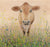 Jersey Cow in Wildflowers (Limited Edition Giclée Print)