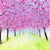 Springtime Cherry Blossom and Daffodils