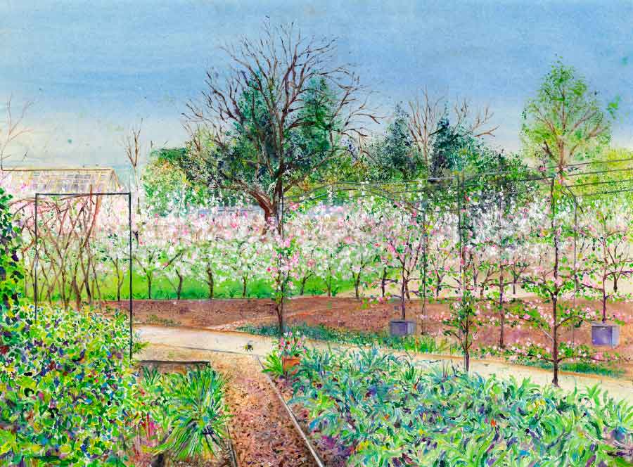 Apple Blossom Hedge in the Kitchen Garden at RHS Garden Harlow Carr, April, original painting