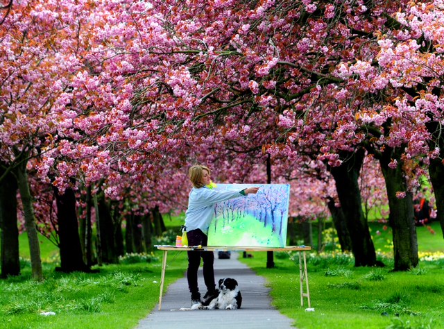 Cherry blossoms, paintings and Blossom Watch by The National Trust in Britain