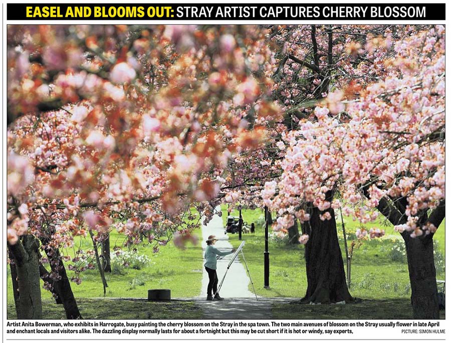Cherry Blossoms captured by the Yorkshire Post