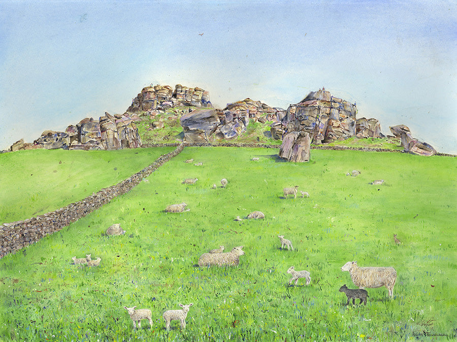 Springtime Sheep on Almscliffe Crag, Yorkshire