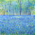 A Carpet of Bluebells in the Woods