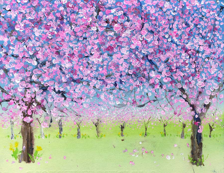 Cherry Blossoms Canopy