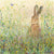 Hare in Buttercups and Wildflowers (5 x Greetings Cards)