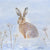 Winter Hare (Original Painting, Unframed)