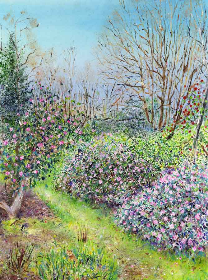 Rhododendron Walk at RHS Garden Harlow Carr, March, print