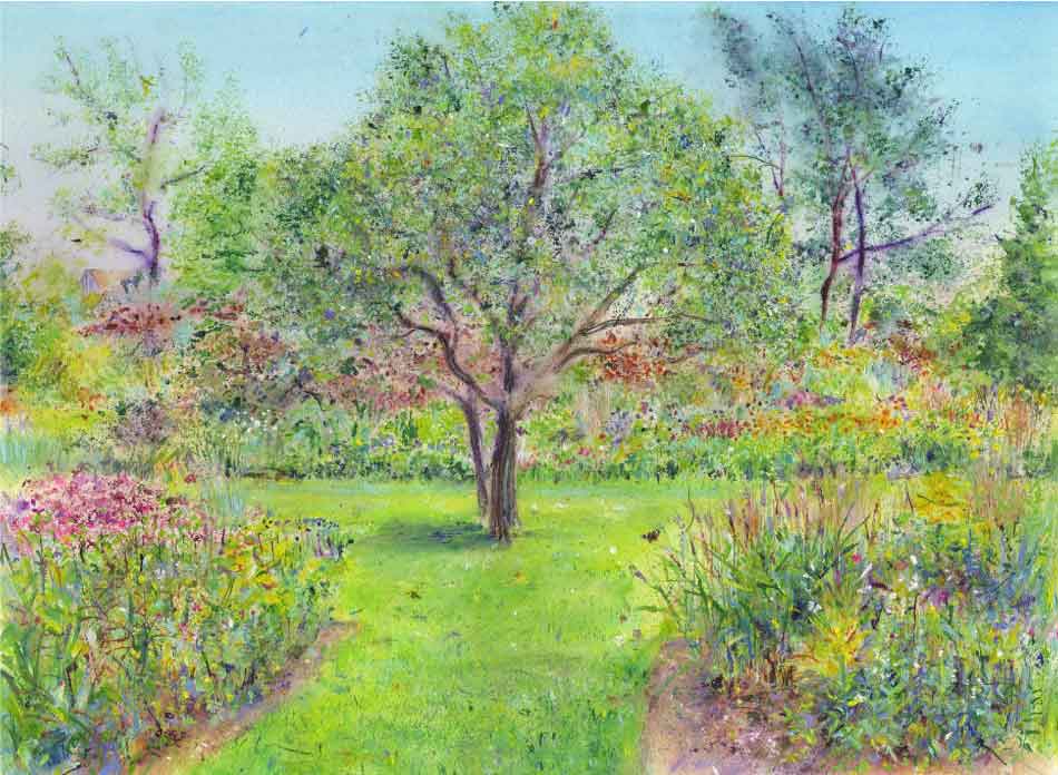 Maytenus Boaria Tree at RHS Garden Harlow Carr, unframed Giclée print