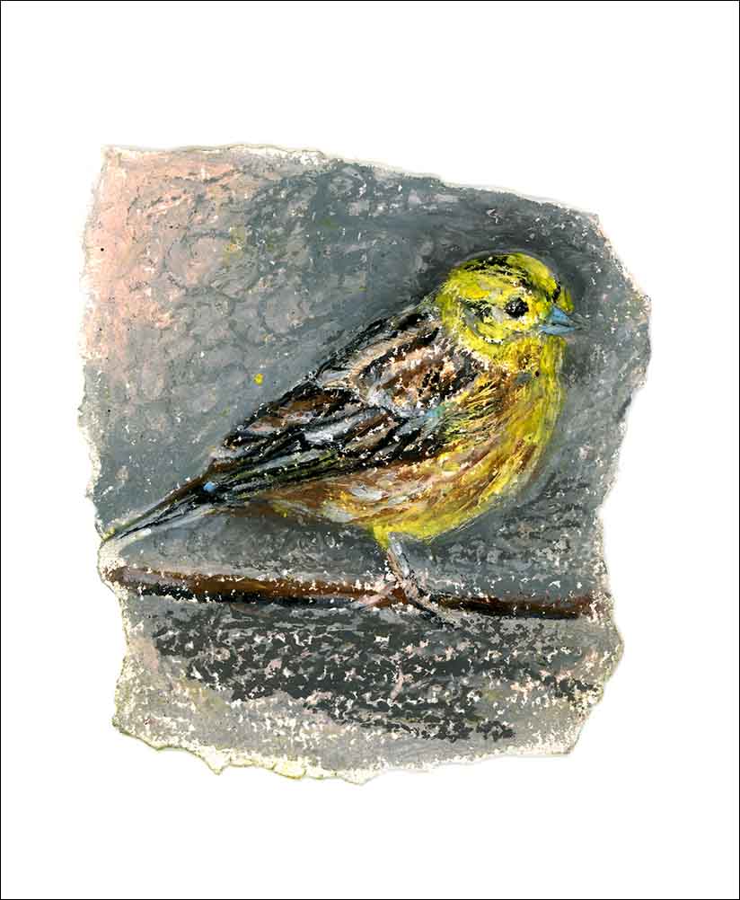 Yellowhammer, unframed Giclée limited edition print